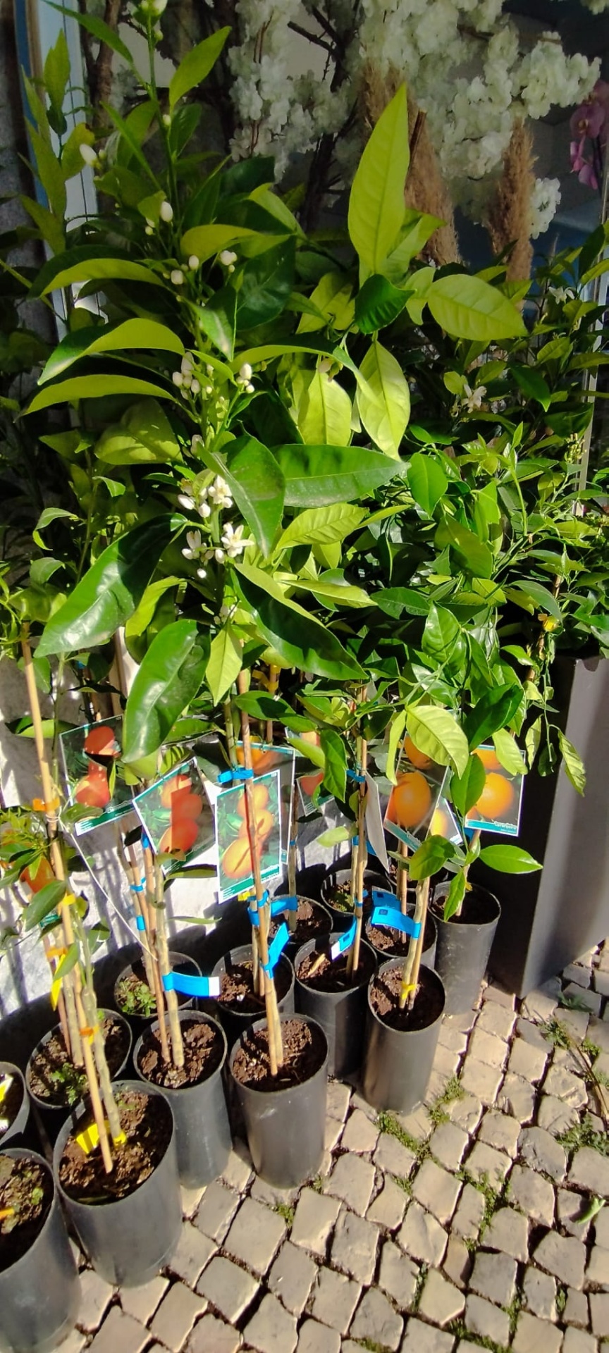 Árvores frutíferas jovens em vasos pretos com etiquetas coloridas em calçada portuguesa