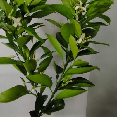 Ramo de planta com folhas verdes e flores brancas com etiqueta de tangerinas