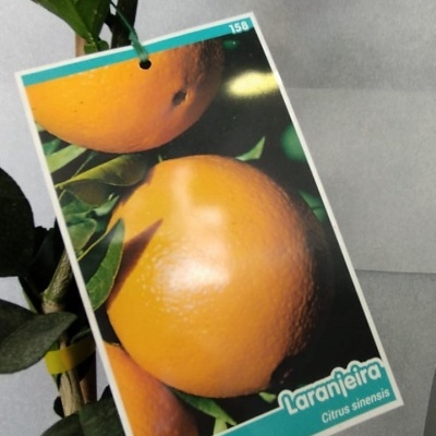 Planta com etiqueta de laranjeira mostrando laranjas e texto 'Laranjeira Citrus sinensis'