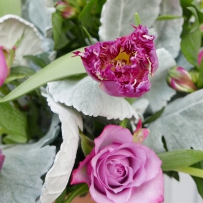 Flores rosa claro e roxas com folhas verdes e cinzentas felpudas