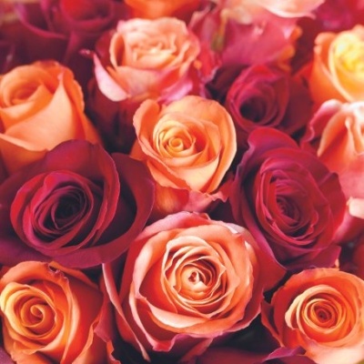 Rosas laranja e vermelhas próximas umas das outras.