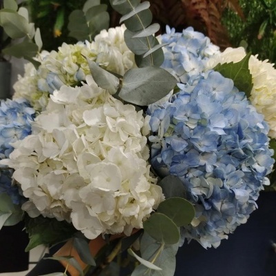 Ramo de flores com hortênsias brancas e azuis e folhas verdes