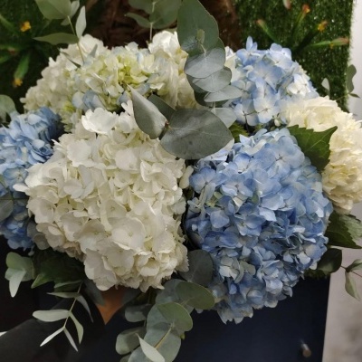 Bouquê de hortênsias azuis e brancas com folhas verdes e cinza