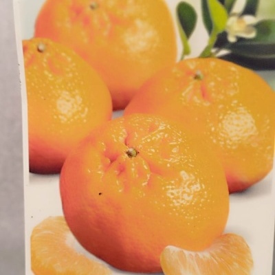 Etiqueta com imagens de tangerinas e texto informativo em verde pendurada num pau