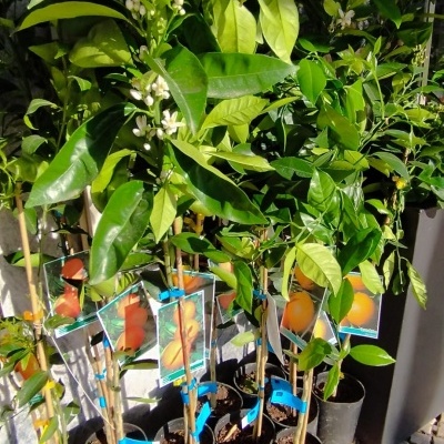 Árvores frutíferas jovens em vasos pretos com etiquetas coloridas em calçada portuguesa