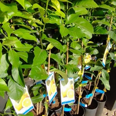 Vasos pretos com plantas jovens de limoeiro com etiquetas de limão em fila