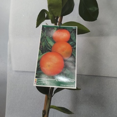Planta com etiqueta mostrando clementinas e texto Citrus reticulata