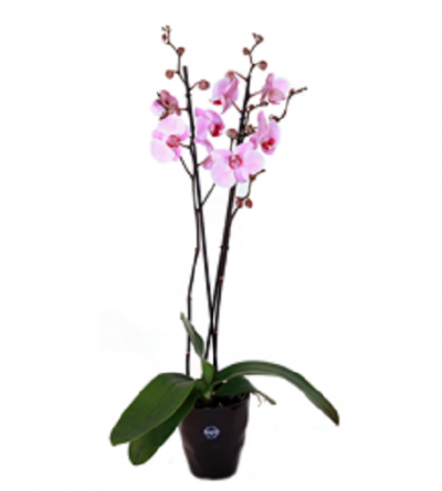Orquídea artificial rosa em vaso preto