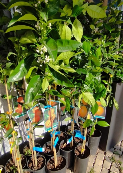 Plantas jovens em vasos pretos com etiquetas de laranjas no chão de pedra