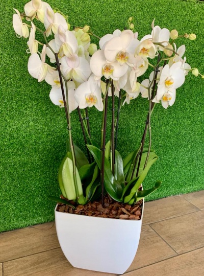 Orquídeas brancas em vaso branco quadrado com suporte, fundo verde artificial