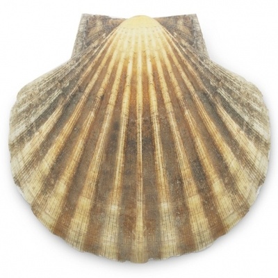 Concha de vieira natural castanha e bege com riscas verticais