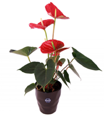 Planta de antúrio com folhas verdes e flores vermelhas em vaso preto