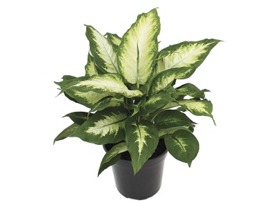 Planta Dieffenbachia com folhas verdes e manchas claras no centro em vaso preto