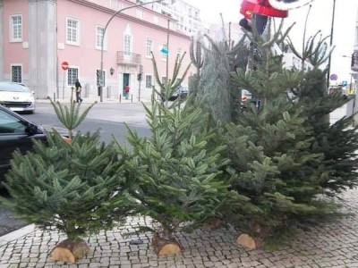 Árvores de Natal naturais para venda numa calçada urbana