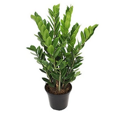 Planta ZZ em vaso preto sobre fundo branco