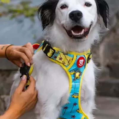 Cão branco com peitoral azul tropical e amarelo, sendo ajustado por mãos humanas ao ar livre