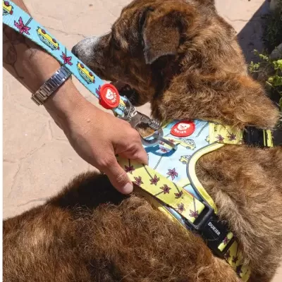 Cão com peitoral amarelo e trela azul em chão de pedra clara