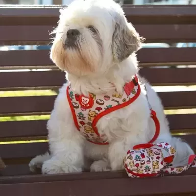 Cão com arnês e trela coloridos sentado num banco de madeira