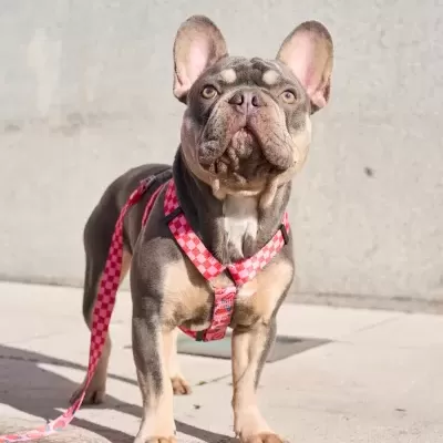 Bulldog Francês cinza com peitoral e trela cor-de-rosa com padrão de quadrados