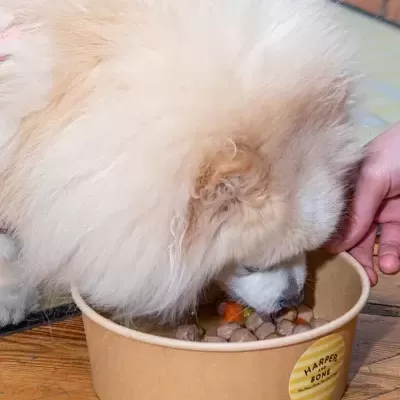 Tigela castanha de ração com etiqueta HARPER BONE e cão a comer