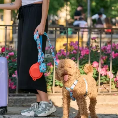 Pessoa com roupa casual segura trela azul com cão castanho claro num parque com flores.