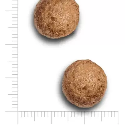 Dois objetos redondos castanhos com cerca de 13mm sobre fundo branco com régua