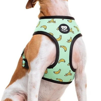 Colete verde claro com bananas para cão, com logo BOUVIBES, em cão castanho e branco sentado.