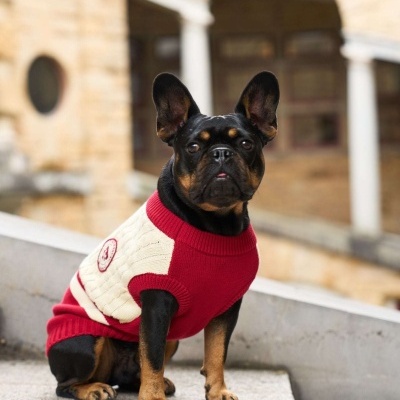 Buldogue francês com camisola vermelha e creme sentado em superfície de betão