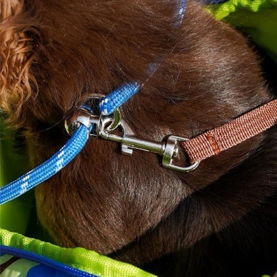 Colar castanho com fecho metálico e trela azul sobre pelo castanho escuro