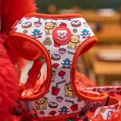 Peitoral para cão colorido com padrão de gatinhos e lanternas, bordas laranja e etiqueta DUKIEN