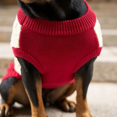 Cão com camisola vermelha e detalhes brancos sentado