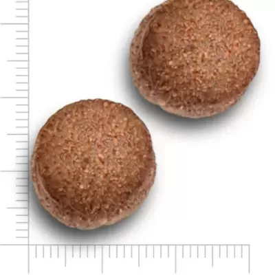 Dois comprimidos redondos castanhos de 17mm de diâmetro com textura rugosa