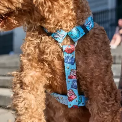 Peitoral azul com padrão colorido para cão, em cão castanho claro, visto ao ar livre em escadas.