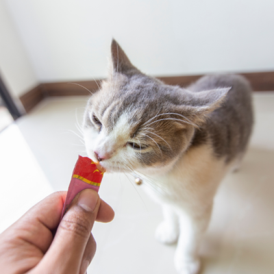 Gato cinza e branco a ser alimentado da mão com embalagem vermelha e amarela