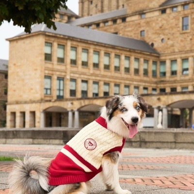 Cão vestido com casaco de malha vermelho e creme sentado em calçada em frente a edifício