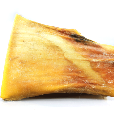 Dentadura de osso amarelo e castanho sobre fundo branco