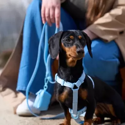 Dachshund com coleira e trela azuis ao ar livre.
