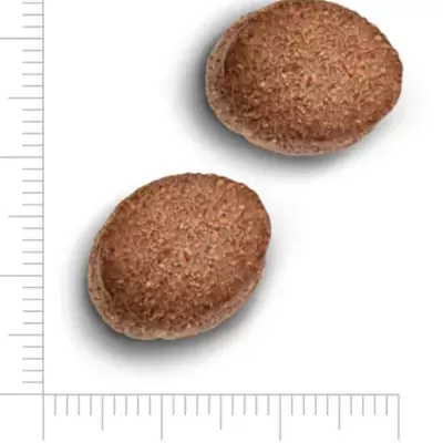 Duas bolachas redondas castanhas com textura granulada em fundo branco e régua de medição.