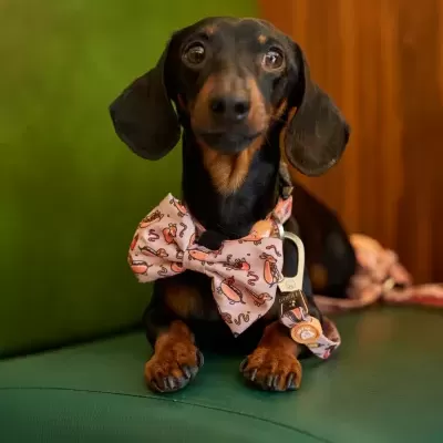Cão Dachshund com coleira e gravata borboleta rosa sentado em sofá verde