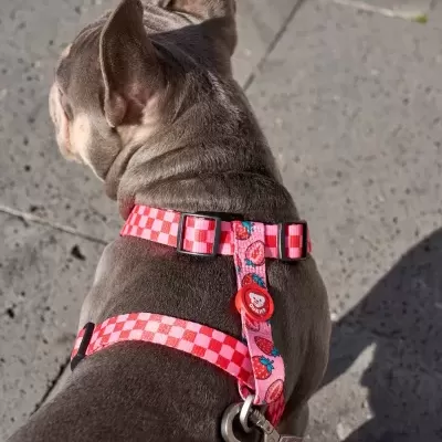 Coleira e peitoral para cão com padrão quadriculado rosa e branco e desenhos coloridos numa superfície exterior cinzenta