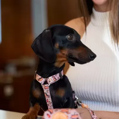 Cão Dachshund com arnês e trela rosa com desenhos, ao lado de mulher com camisola branca.