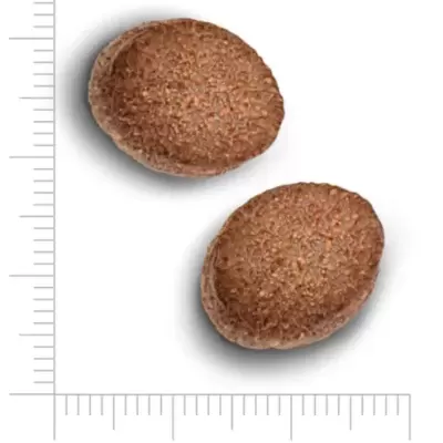 Dois comprimidos ovais castanhos com textura rugosa e régua para escala