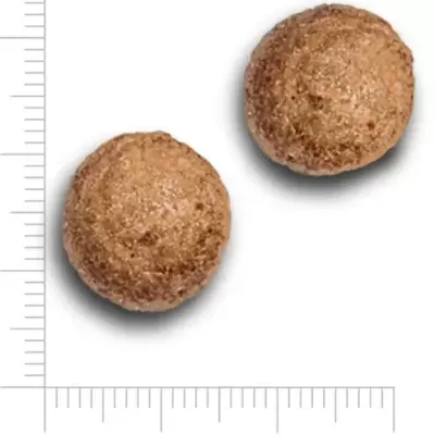 Dois croquetes castanhos sobre fundo branco com régua de 15 mm