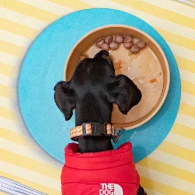 Cão de casaco vermelho a comer numa tigela marrom sobre tapete azul e mesa com toalha às riscas amarelas e brancas