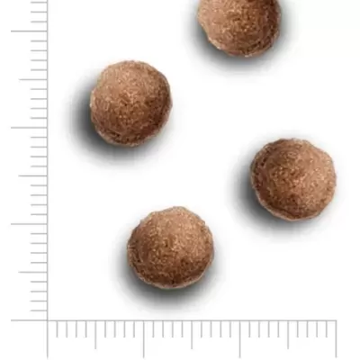 Quatro bolinhas castanhas rugosas com régua ao lado para escala