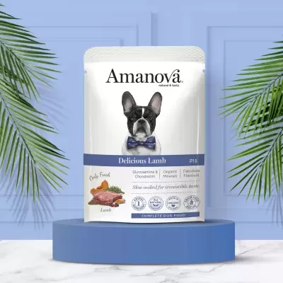 Saco Amanova comida para cães Delicious Lamb com cão e laço azul em pedestal azul.