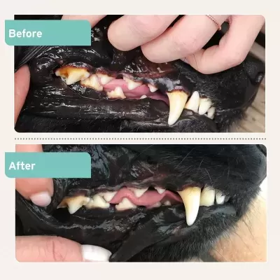 Comparação antes e depois da limpeza dos dentes de um cão preto