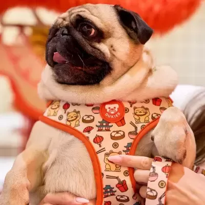 Colete e trela para cão com padrão colorido e bordas laranja