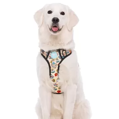 Cão branco com peitoral tecido colorido e etiqueta azul clara