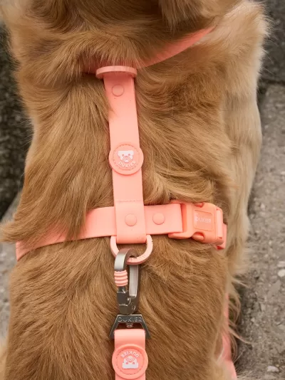 Coleira peitoral cor-de-rosa para cão com fivela e argola metálica